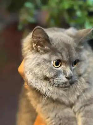 Photo - British Shorthair Kitten - Playful and Social Companion