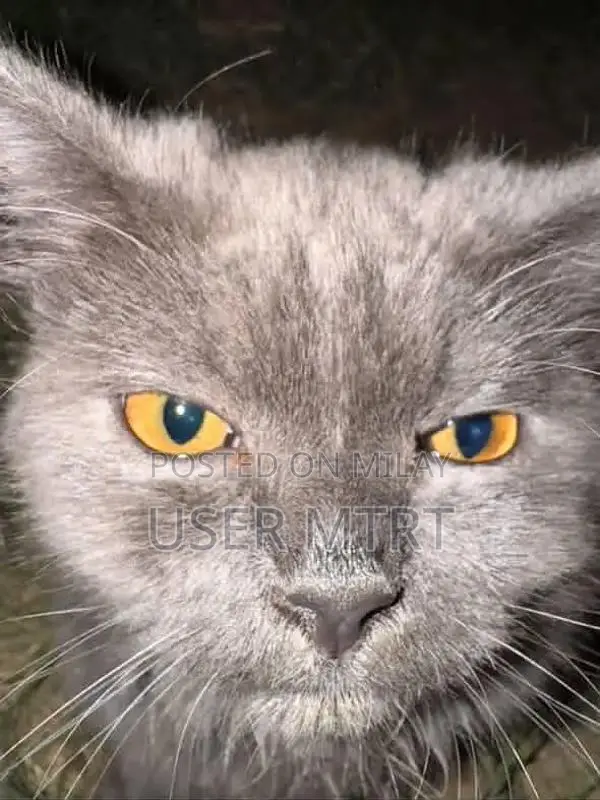 British Shorthair Kitten - Playful and Social Companion