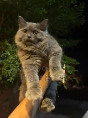 British Shorthair Kitten - Playful and Social Companion