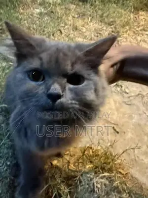 British Shorthair Kitten - Playful and Social Companion