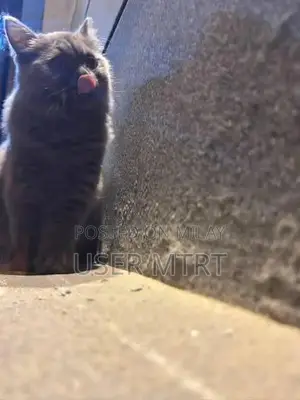 British Shorthair Kitten - Playful and Social Companion