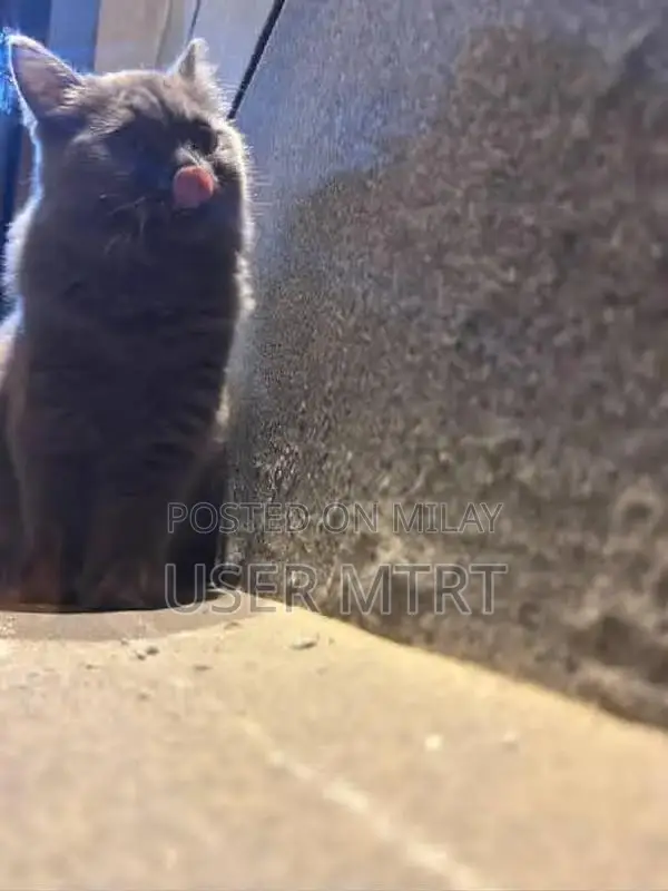 British Shorthair Kitten - Playful and Social Companion