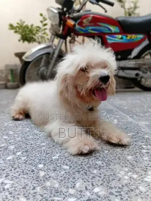 Photo - Playful Male Poodle Puppy - 1.5 Years Old