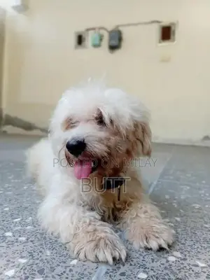 Playful Male Poodle Puppy - 1.5 Years Old
