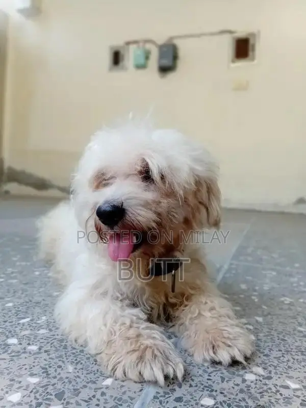 Playful Male Poodle Puppy - 1.5 Years Old