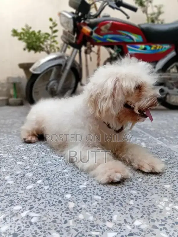 Playful Male Poodle Puppy - 1.5 Years Old