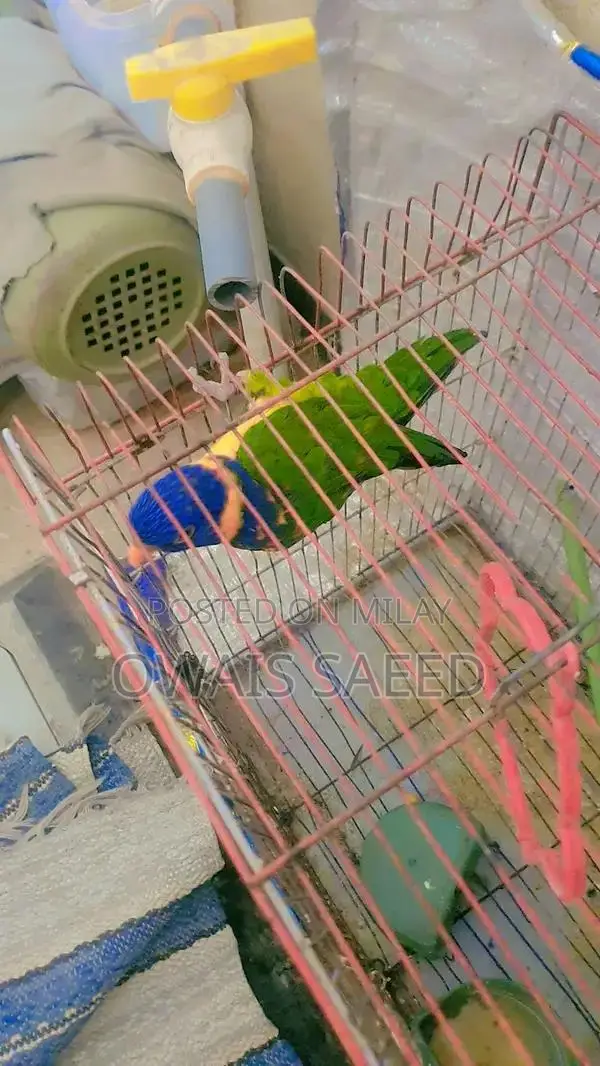 Hand-Tamed Rainbow Lorikeet: 2-Year-Old Friendly Pet Parrot