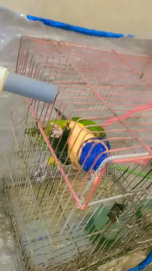 Hand-Tamed Rainbow Lorikeet: 2-Year-Old Friendly Pet Parrot