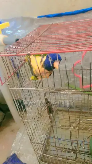 Hand-Tamed Rainbow Lorikeet: 2-Year-Old Friendly Pet Parrot
