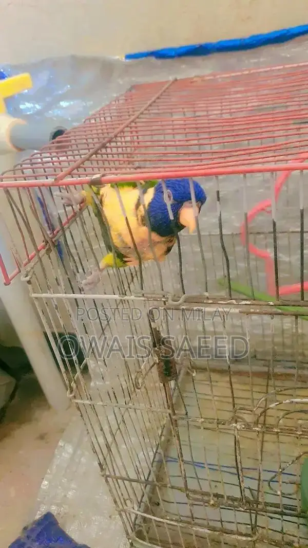 Hand-Tamed Rainbow Lorikeet: 2-Year-Old Friendly Pet Parrot