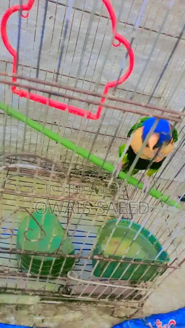 Hand-Tamed Rainbow Lorikeet: 2-Year-Old Friendly Pet Parrot