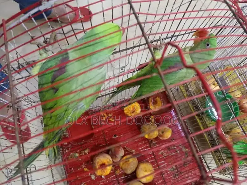 Raw Parrot Pair - Young and Healthy Pet Birds