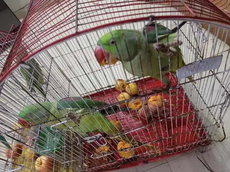 Raw Parrot Pair - Young and Healthy Pet Birds