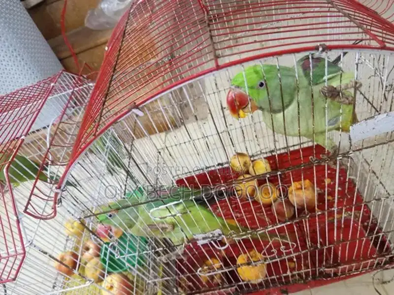 Raw Parrot Pair - Young and Healthy Pet Birds