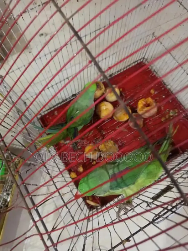Raw Parrot Pair - Young and Healthy Pet Birds