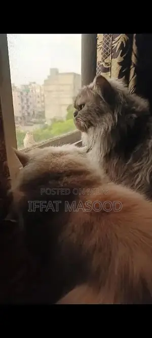 Photo - Persian Cats - Gentle and Elegant Feline Companions