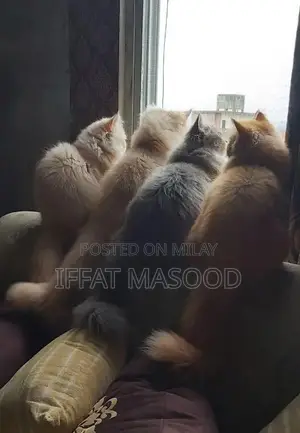 Persian Cats - Gentle and Elegant Feline Companions