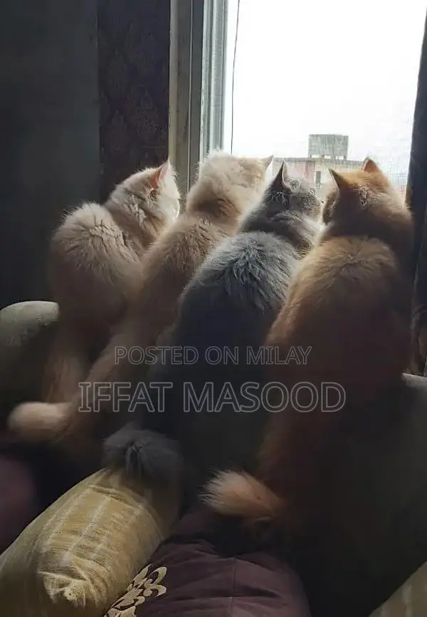 Persian Cats - Gentle and Elegant Feline Companions