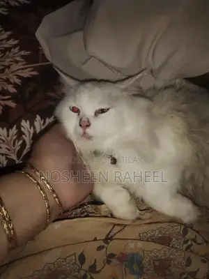 Photo - Rare White Persian Male Cat with Heterochromia