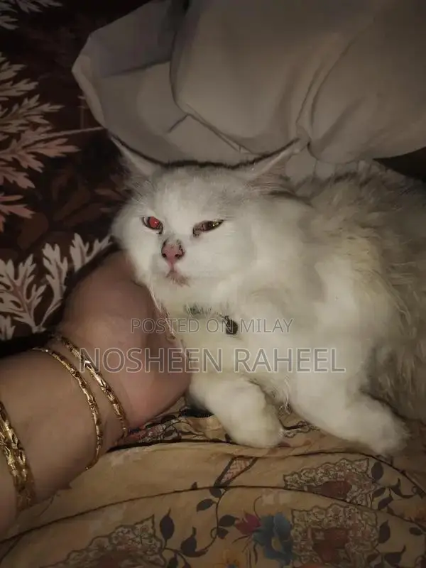 Rare White Persian Male Cat with Heterochromia
