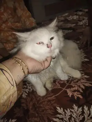 Rare White Persian Male Cat with Heterochromia