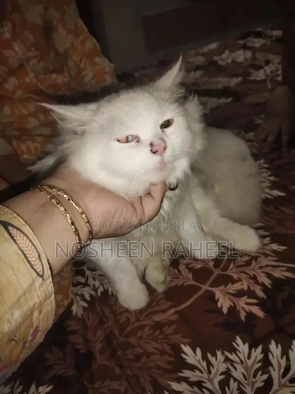 Rare White Persian Male Cat with Heterochromia