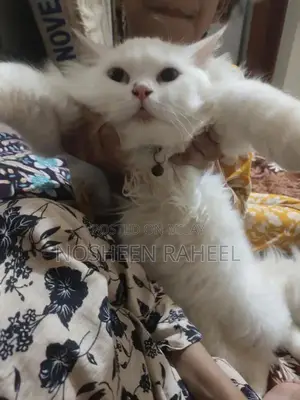 Rare White Persian Male Cat with Heterochromia