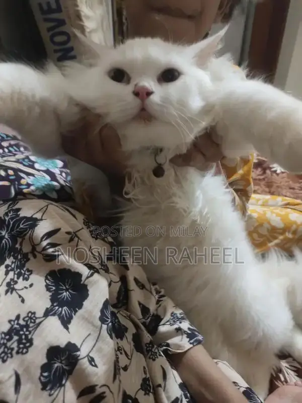 Rare White Persian Male Cat with Heterochromia