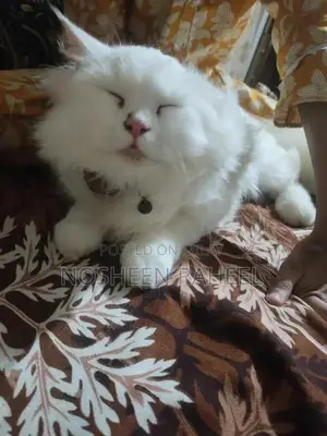 Rare White Persian Male Cat with Heterochromia