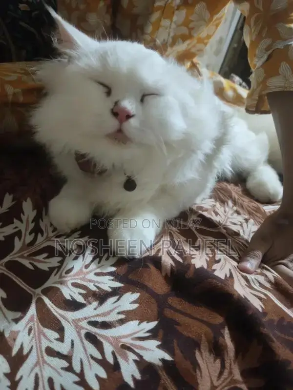 Rare White Persian Male Cat with Heterochromia