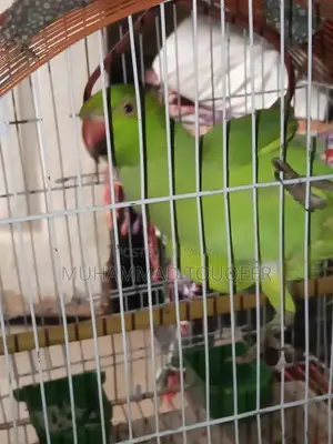 Photo - Green Parrot Pet Bird for Sale - Talking Companion