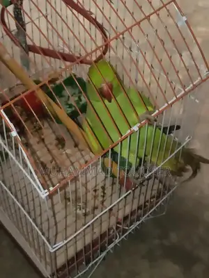 Green Parrot Pet Bird for Sale - Talking Companion