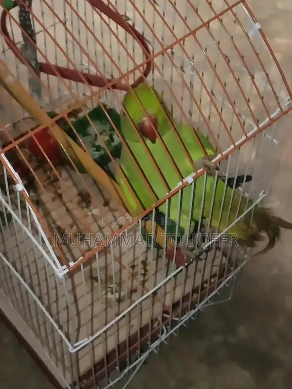 Green Parrot Pet Bird for Sale - Talking Companion