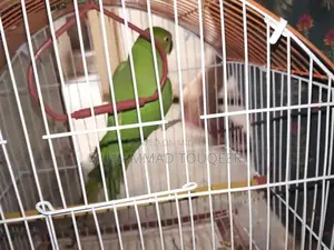Green Parrot Pet Bird for Sale - Talking Companion