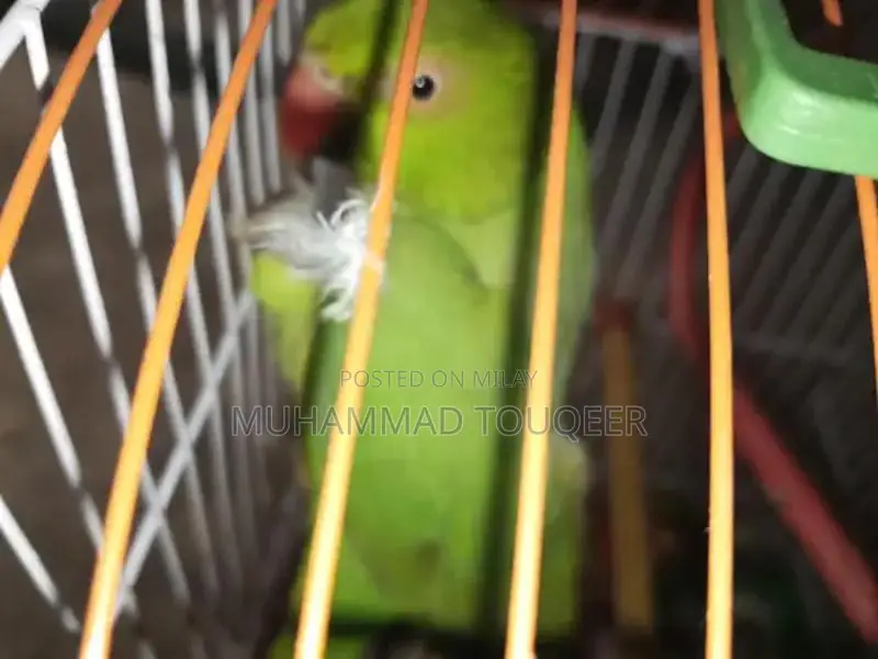 Green Parrot Pet Bird for Sale - Talking Companion