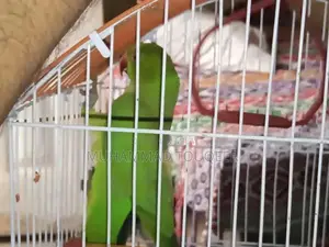 Green Parrot Pet Bird for Sale - Talking Companion