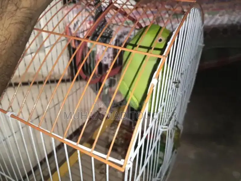 Green Parrot Pet Bird for Sale - Talking Companion