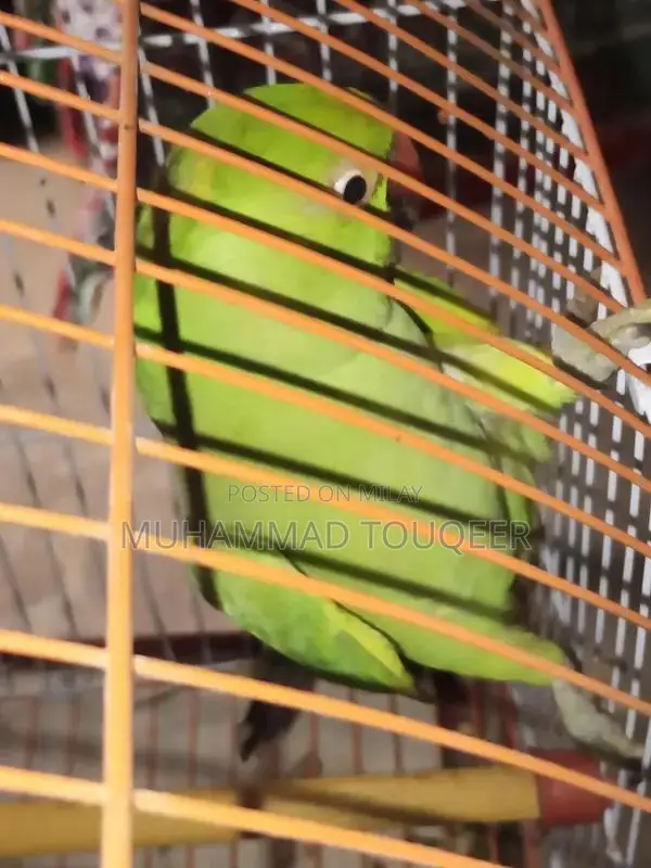 Green Parrot Pet Bird for Sale - Talking Companion