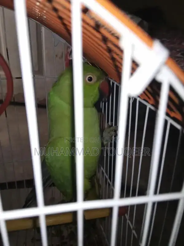 Green Parrot Pet Bird for Sale - Talking Companion
