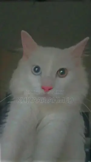 Photo - Rare Persian Female Cat with Unique Eye Colors and Luxurious Triple Co