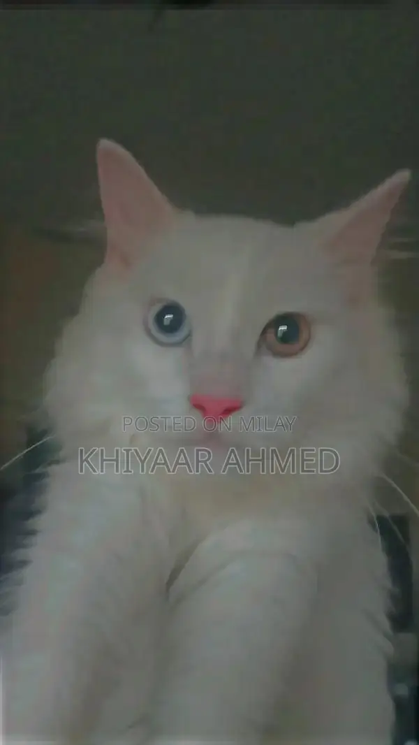 Rare Persian Female Cat with Unique Eye Colors and Luxurious Triple Co