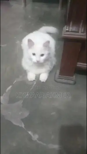 Rare Persian Female Cat with Unique Eye Colors and Luxurious Triple Co