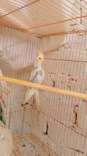 Photo - Bird Species Cocktail Collection Guide for Males and Females