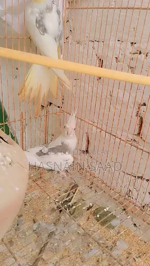 Bird Species Cocktail Collection Guide for Males and Females