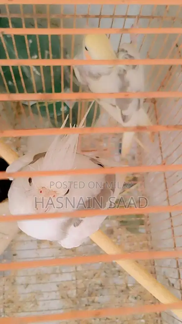 Bird Species Cocktail Collection Guide for Males and Females