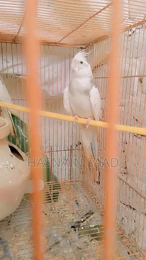 Bird Species Cocktail Collection Guide for Males and Females