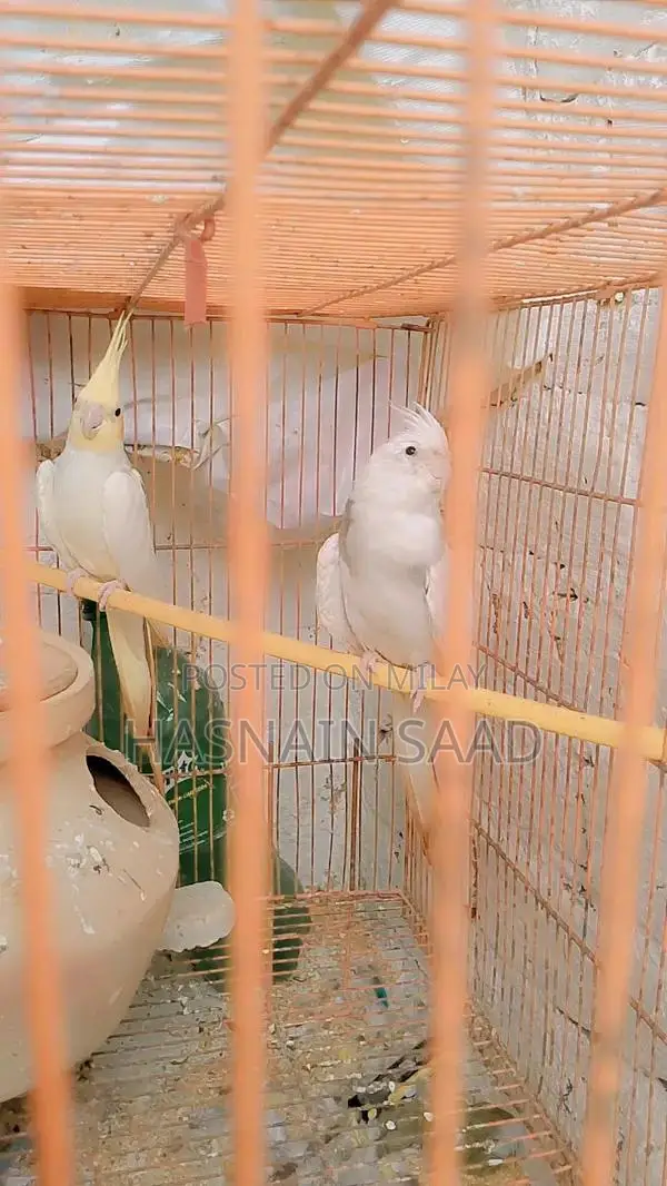 Bird Species Cocktail Collection Guide for Males and Females