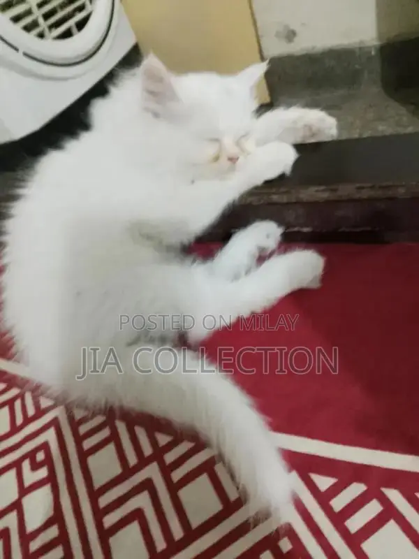 Purebred White Persian Kitten with Triple Coat