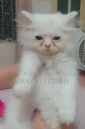 Purebred White Persian Kitten with Triple Coat