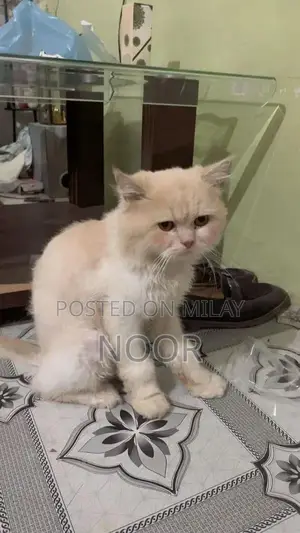 Photo - Persian Male Kitten - 9 Months Old, Triple Coat